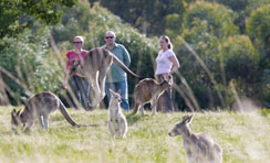 See kangaroos in the wild at Tidbinbilla